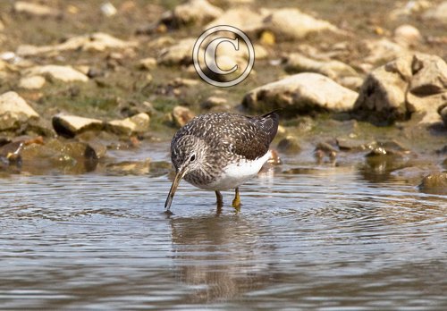 Green Sandpiper DM1074